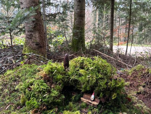 Waldmorgen 3./4.Klassen